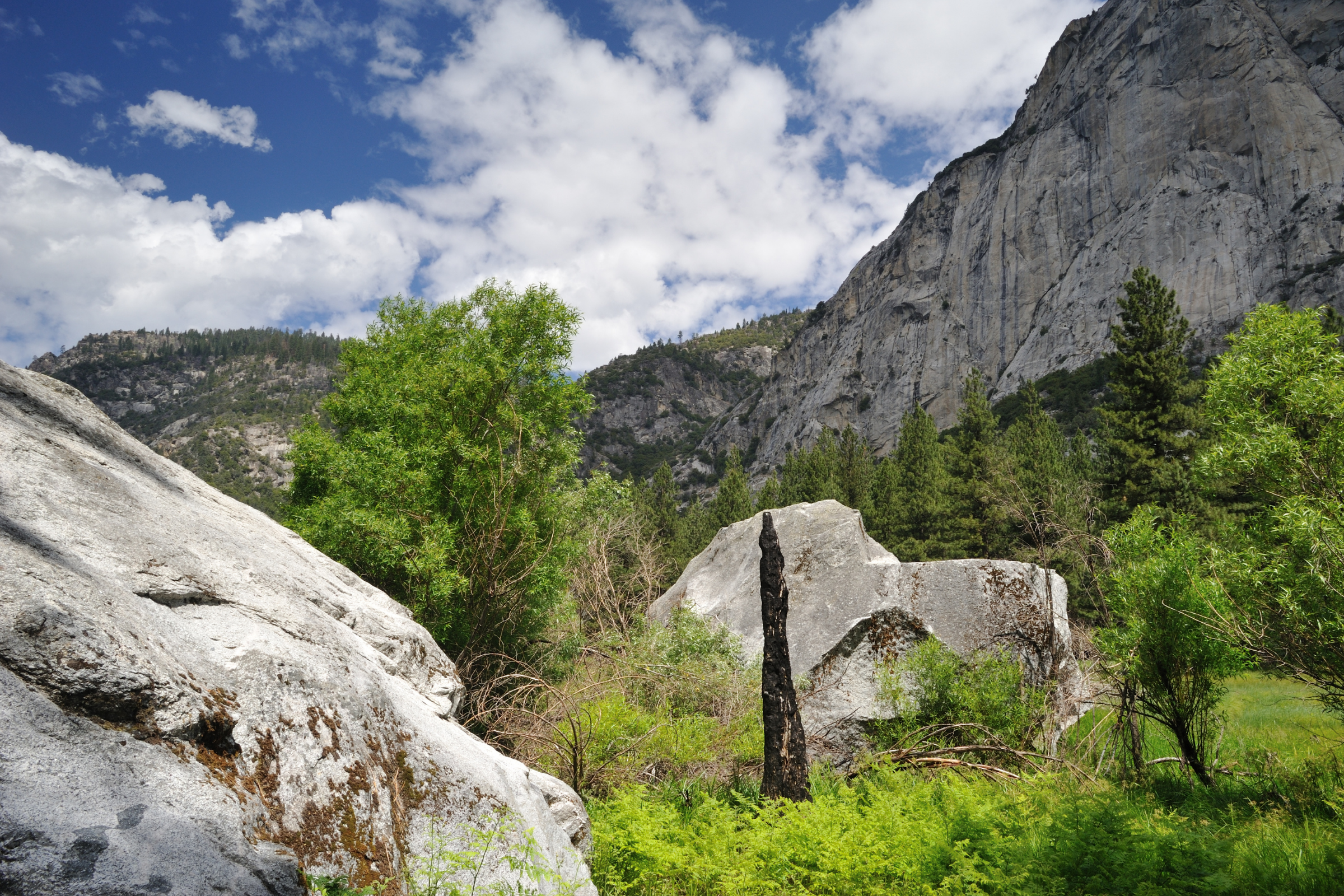 kings canyon national park, california (2).webp
